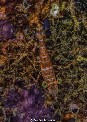 red night shrimp by Carsten Schroeder 